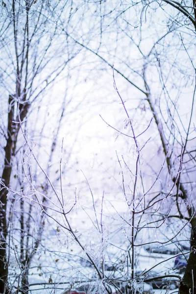 Árvores Congeladas Cobertas Neve Floresta Inverno — Fotografia de Stock