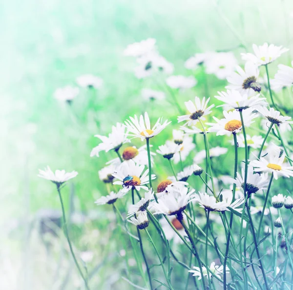 明るい背景上の白い咲く鎮静 — ストック写真