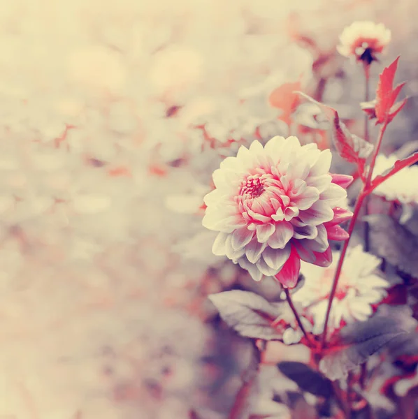 在花园里种植粉红色菊花特写 — 图库照片
