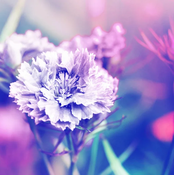 Schöne Blühende Blumen Auf Verschwommenem Hintergrund — Stockfoto