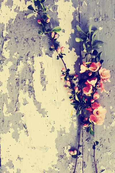Szép Virágzó Virágok Fából Készült Háttér — Stock Fotó
