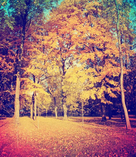 Vista Panorámica Del Hermoso Bosque Dorado Otoño — Foto de Stock