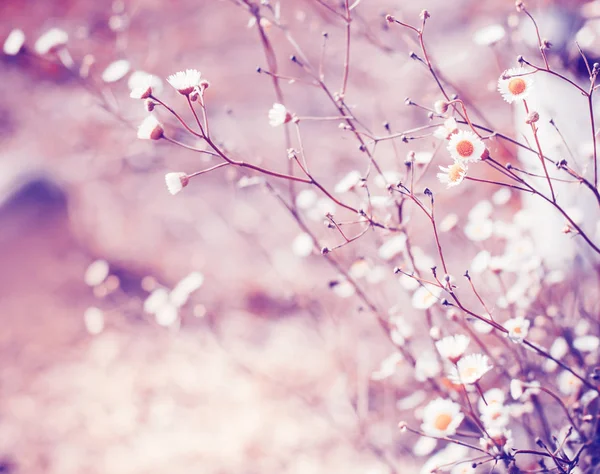 Προβολή Closeup Των Λουλουδιών Στο Ανθίζοντας Δέντρο Θολή Φόντο — Φωτογραφία Αρχείου