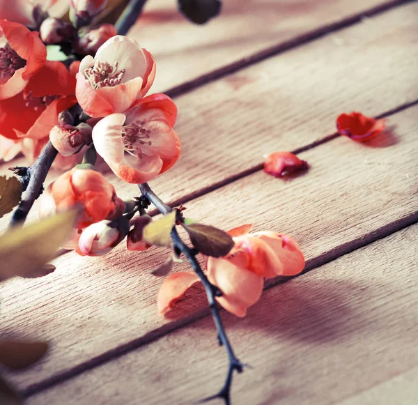 Hermosas Flores Flor Sobre Fondo Madera — Foto de Stock