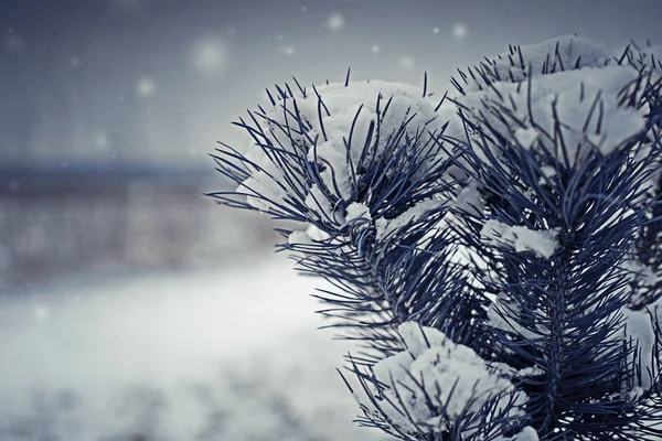 Closeup Fir Branch Sharp Needles Covered White Snow — Stock Photo, Image