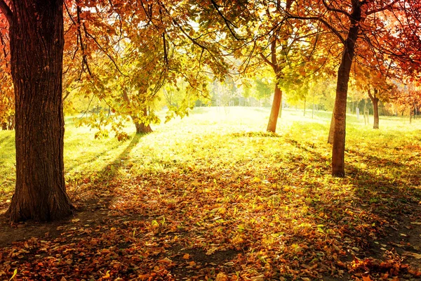 Vista Panorámica Del Hermoso Bosque Dorado Otoño — Foto de Stock