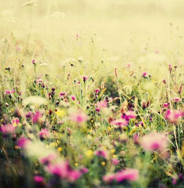 Mignonnes Petites Fleurs Sur Fond Flou — Photo