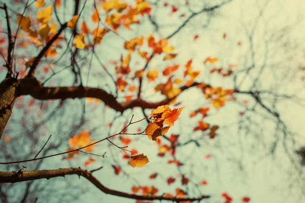 Bottom View Beautiful Golden Autumn Tree Branches — Stock Photo, Image