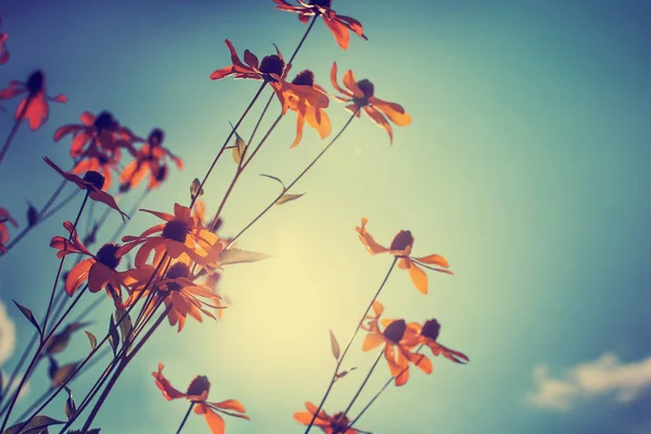 Nahaufnahme Auf Feldblumen Auf Der Wiese Tag — Stockfoto