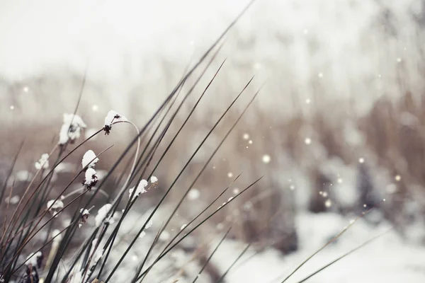 Nahaufnahme Trockener Mit Schnee Bedeckter Pflanzen Mit Verschwommenem Hintergrund — Stockfoto
