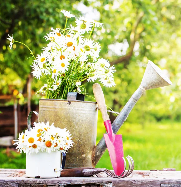 Fresh Cut Chamomiles Flowers Watering Can Garden — Stock Photo, Image
