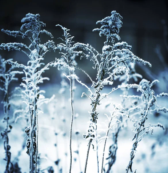 Vista Cerca Las Plantas Hierba Congelada Con Nieve —  Fotos de Stock