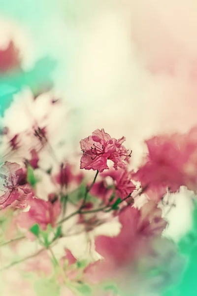 Χαριτωμένα Λουλούδια Θολή Φόντο — Φωτογραφία Αρχείου