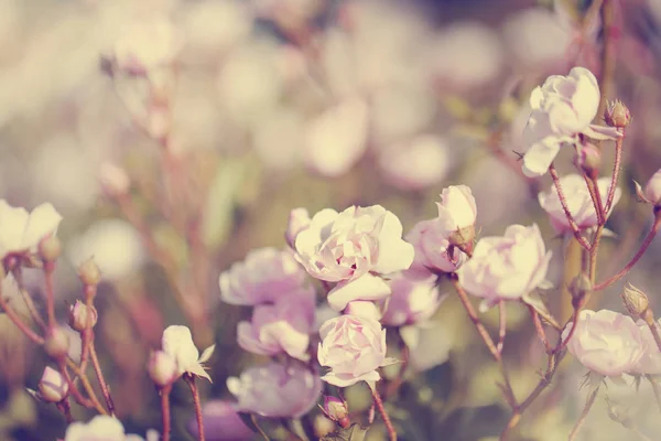 粉红色玫瑰在阳光下生长在花园里 — 图库照片