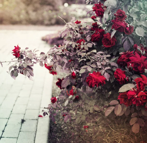 Стежка Саду Квітучими Червоними Кущами Троянд — стокове фото