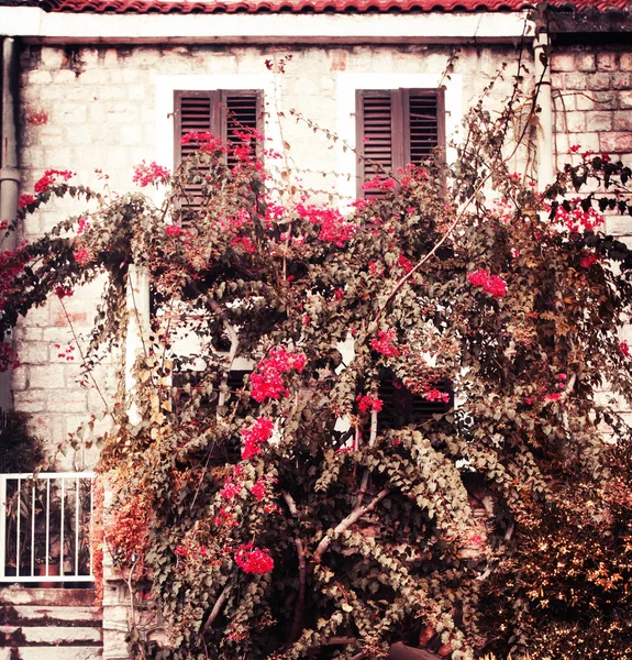 Weiche Rosen Baum Auf Gebäude Hintergrund — Stockfoto