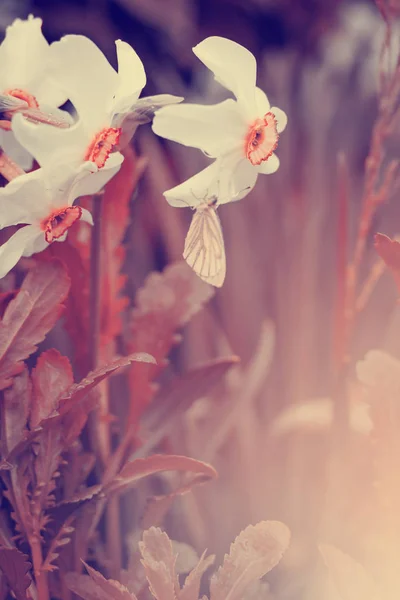 Цветущие Нарциссы Фоне Луга — стоковое фото