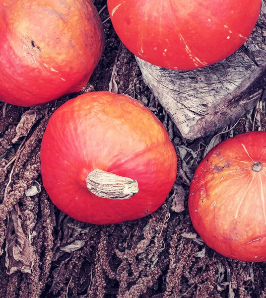 Zucche Arancio Fresco Mucchio Autunno Sfondo — Foto Stock