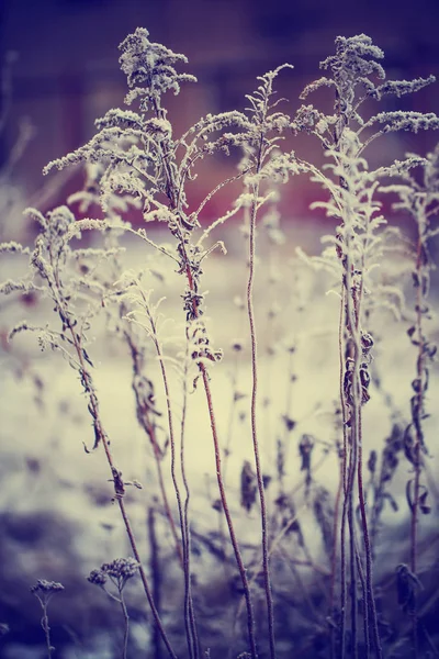 Vista Ravvicinata Piante Erba Congelate Con Neve — Foto Stock