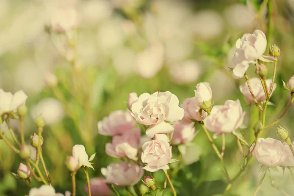 Flores Suaves Brancas Que Crescem Campo — Fotografia de Stock