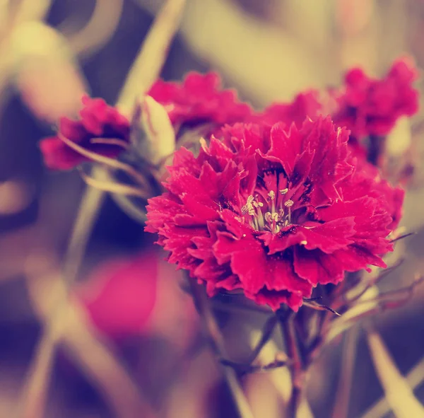 Vackra Röda Blommor Suddig Bakgrund — Stockfoto