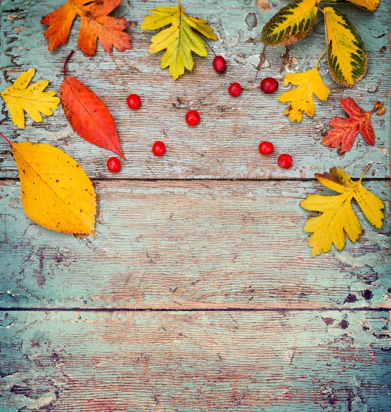 Blick Von Oben Auf Herbstblätter Mit Beeren Auf Holzgrund — Stockfoto