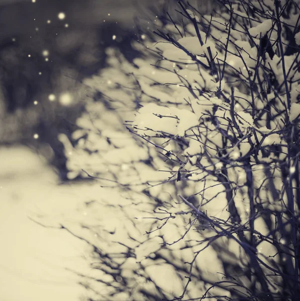 Closeup View Frozen Branches Snow — Stock Photo, Image