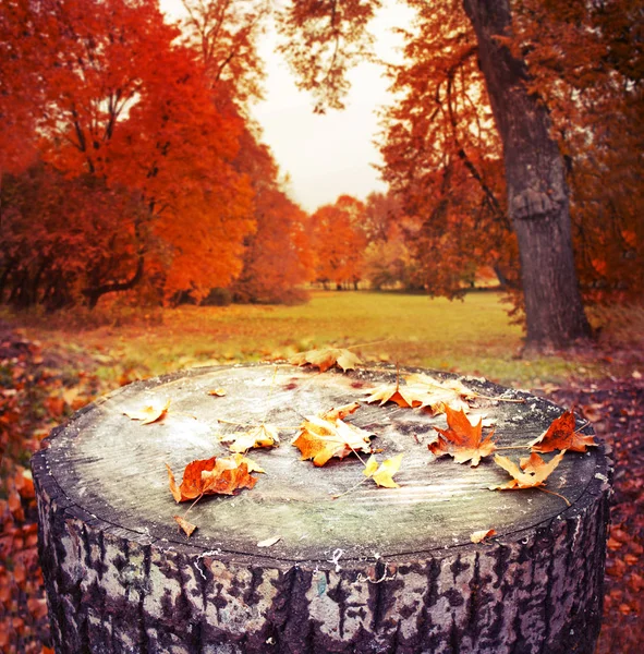 Closeup View Fallen Autumn Leaves Tree Stump Forest — Stock Photo, Image