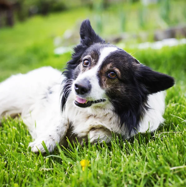 可爱的边境牧羊犬狗放松在公园特写视图 — 图库照片