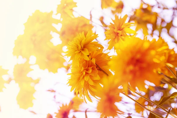 Gelbe Chrysanthemen Wachsen Sträuchern Garten — Stockfoto