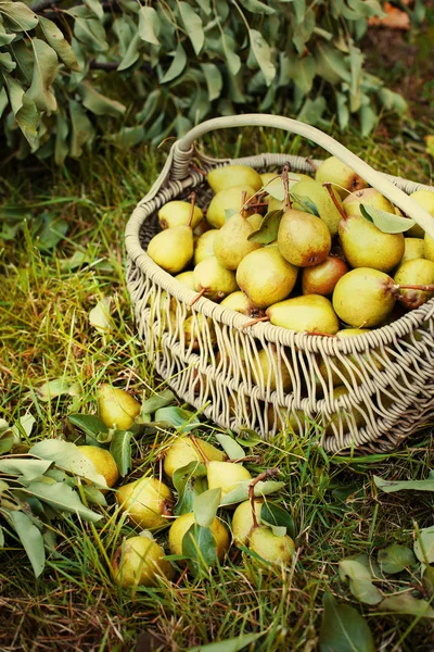Pile Pears Basket Green Grass Garden — Stock Photo, Image