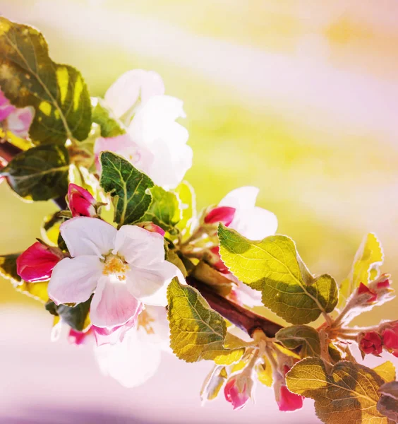 Schöne Blühende Blumen Auf Verschwommenem Hintergrund — Stockfoto