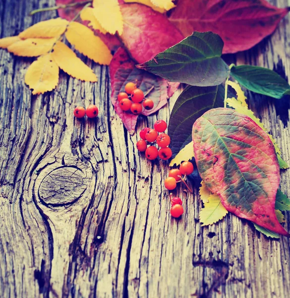 Верхний Вид Осенних Листьев Ягодами Деревянном Фоне — стоковое фото