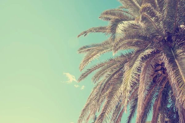 Scenic View Beautiful Palm Leaves Sky — Stock Photo, Image