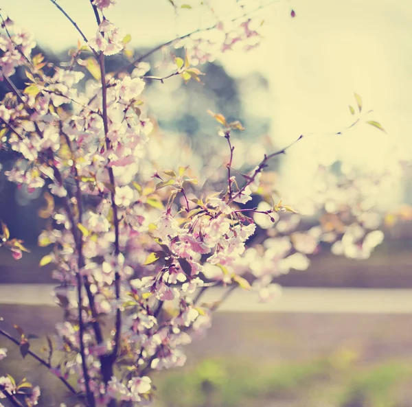 Nahaufnahme Von Blumen Auf Blühendem Baum Vor Verschwommenem Hintergrund — Stockfoto