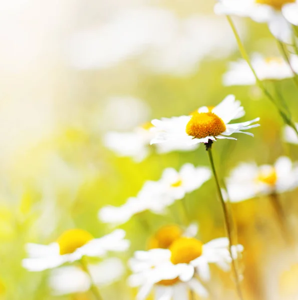 Bunte Und Weiche Gänseblümchen Blumen Auf Hellem Hintergrund — Stockfoto