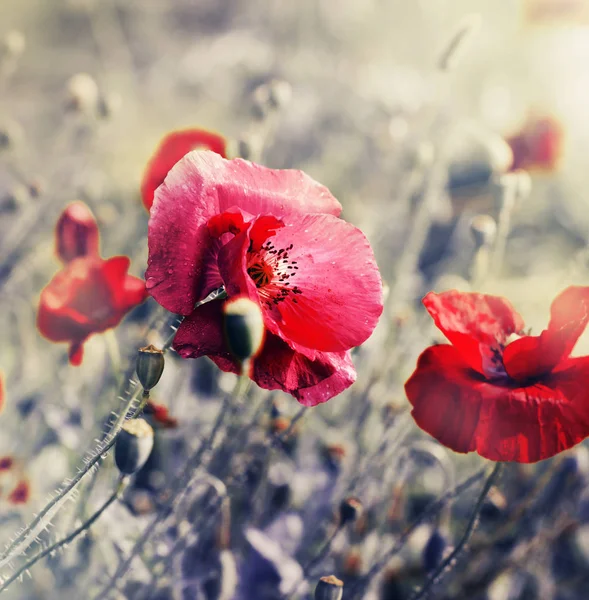 背景をぼかした写真の草原に明るい赤いケシ — ストック写真