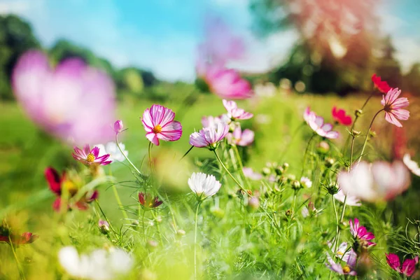 背景をぼかした写真にかわいい小さな花 — ストック写真