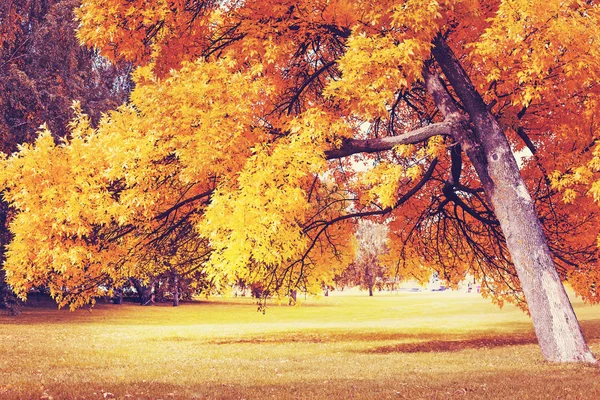 Güzel Sonbahar Altın Orman Manzaralı Görünüm — Stok fotoğraf