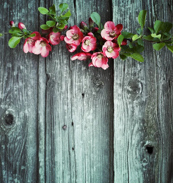 Fiori Incredibili Fioriscono Sfondo Legno — Foto Stock