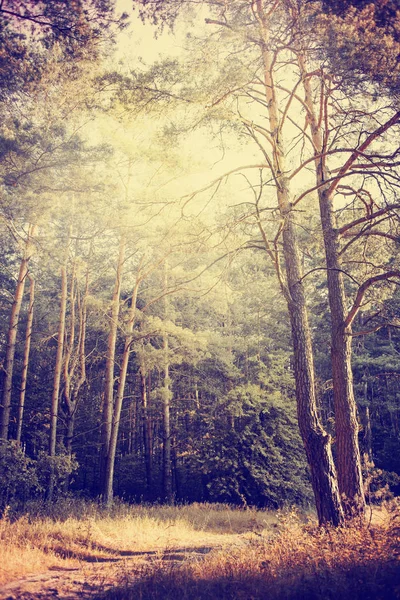 Мальовничий Вид Красивий Осінній Золотий Ліс — стокове фото