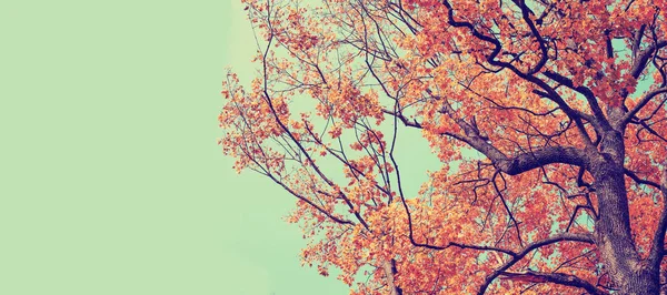 Krásné Zlaté Podzimní Strom Větví Pohled Zdola — Stock fotografie
