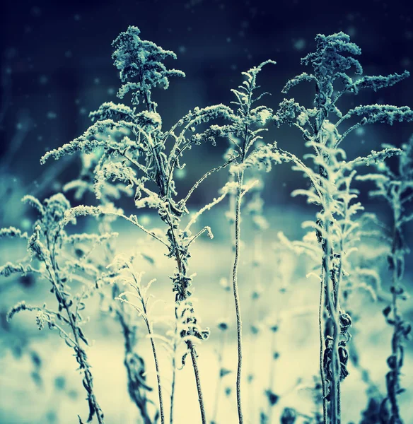 Vista Close Plantas Grama Congeladas Com Neve — Fotografia de Stock