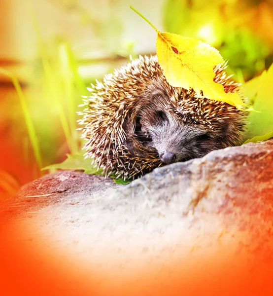 Carino Piccolo Riccio Sfondo Natura — Foto Stock