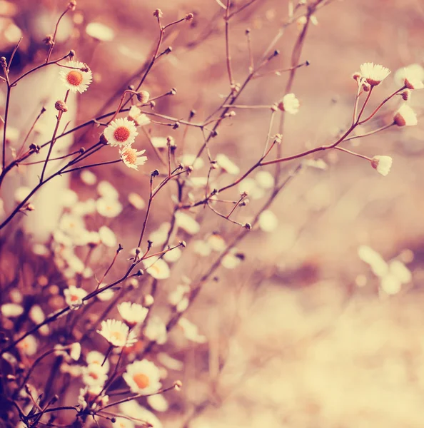 Крупним Планом Вид Квітів Розквітле Дерево Розмитому Фоні — стокове фото