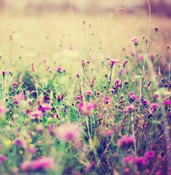 Mignonnes Petites Fleurs Sur Fond Flou — Photo