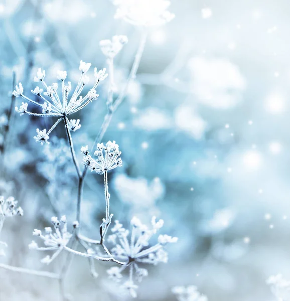 closeup view of frozen branches with snow