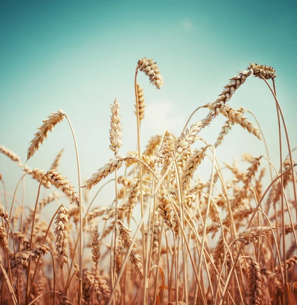 Golden Harvest Búza Fülek Területén — Stock Fotó