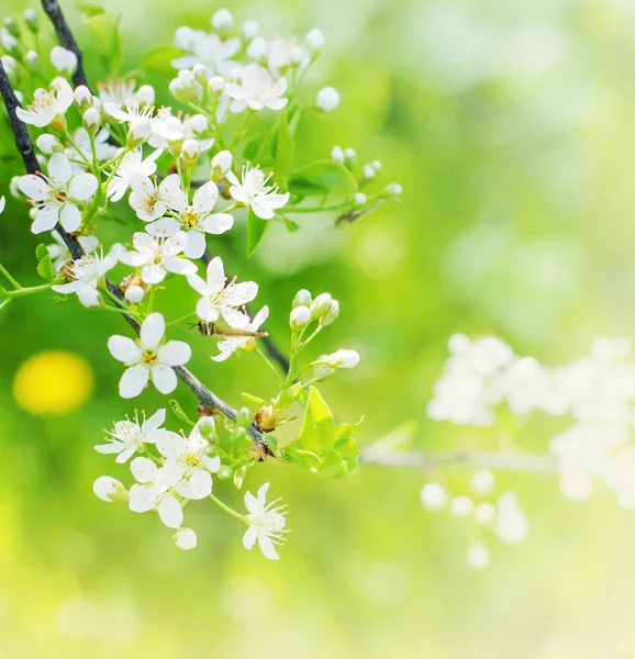 Vackra Blommande Blommor Suddig Bakgrund — Stockfoto