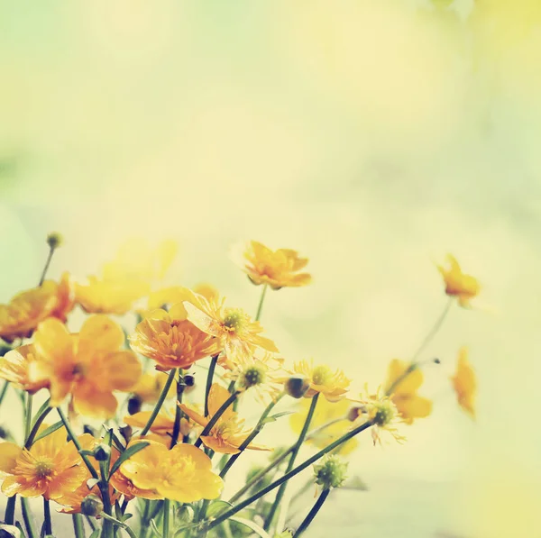 Schöne Blühende Blumen Auf Verschwommenem Hintergrund — Stockfoto